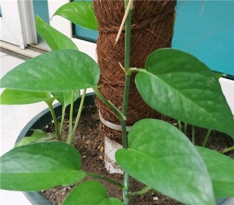 养绿萝学好这3招爆盆快长势猛,绿萝这么养不烂根不黄叶爆长新叶