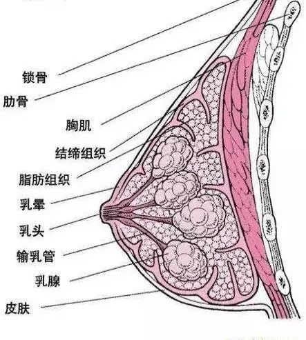 乳房千万不要随便揉！两个病例告诉你真相！