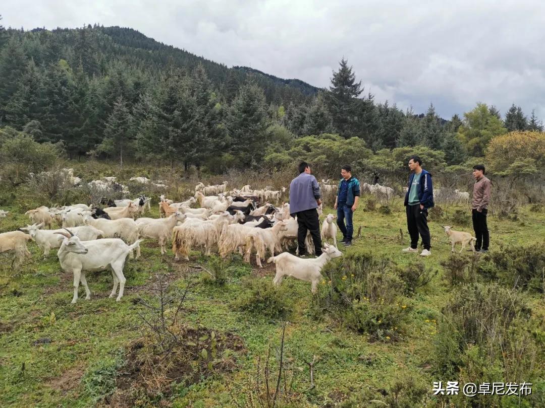 打造美丽乡村为民办实事,乡村振兴为群众办实事工作汇报