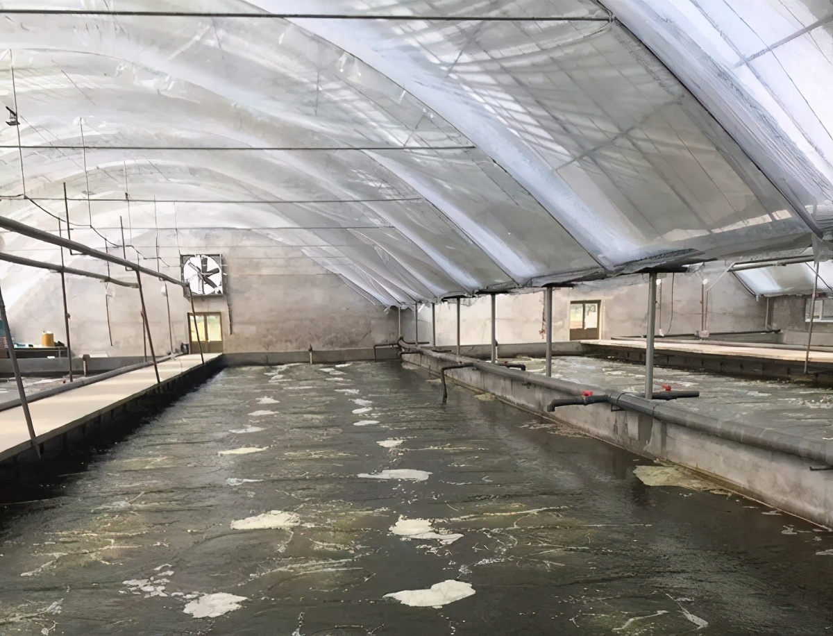 为什么会有棉花虾,棉花虾是什么