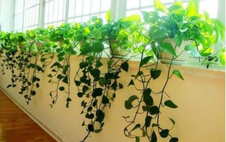 用这种“特效水”养绿萝吊兰,叶片绿油油,新芽蹭蹭长,不黄叶