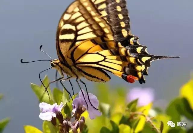 云南腾冲景区图片,云南腾冲山清水秀好风光