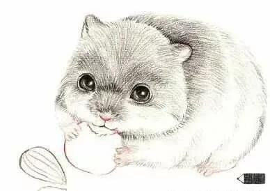 彩铅三只仓鼠图片,小仓鼠彩铅教程