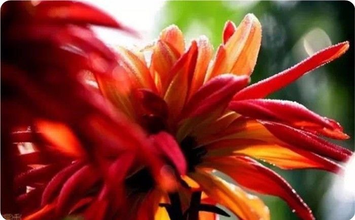 菊花100幅欣赏,菊花的十大绝美诗句