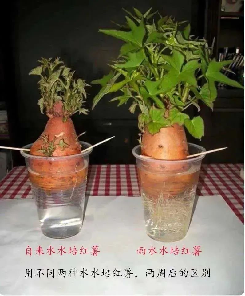 水培绿植水浑浊用什么药,水培植物是酸性还是碱性