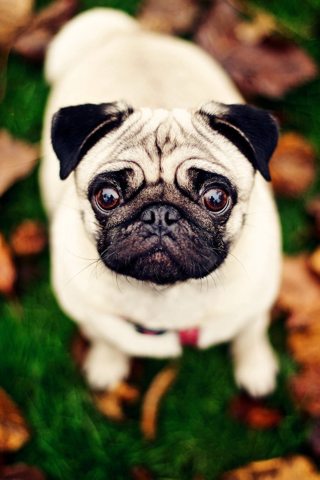 宠物店常见的宠物狗有哪些,宠物店不建议养的狗类