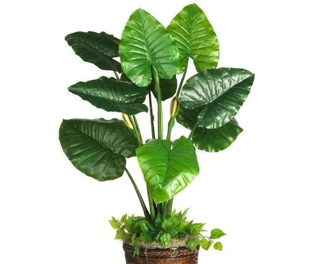 怎么养护滴水观音,养护滴水观音