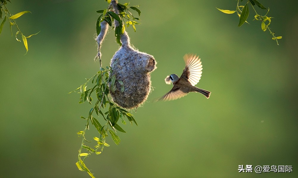2020观鸟大年,观鸟大年完整版