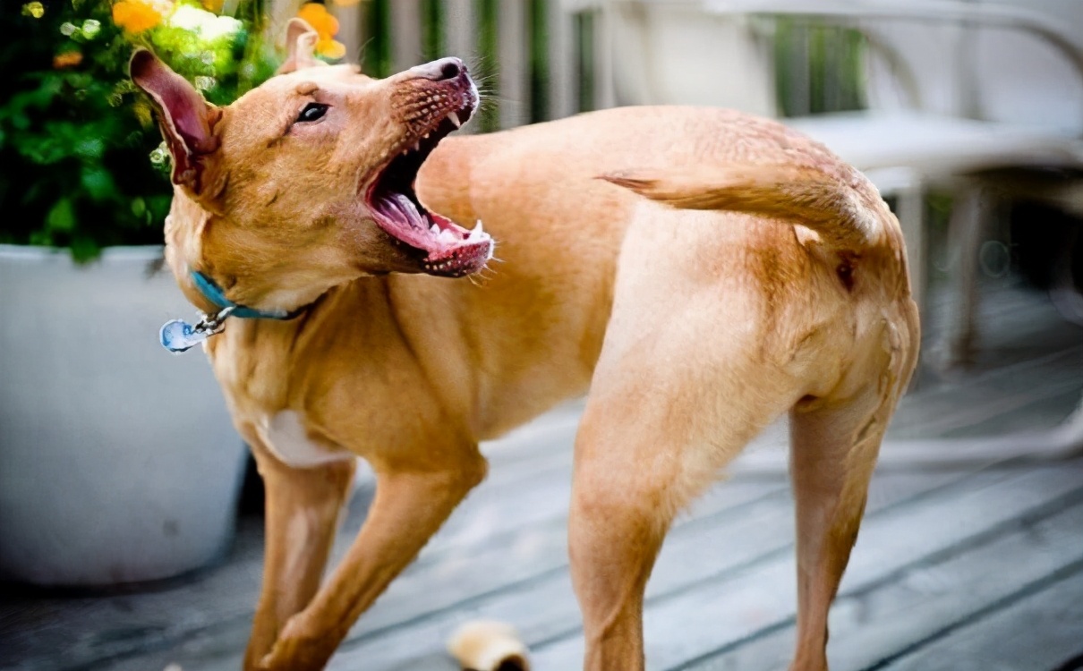 如果遇见狗要咬你该怎么办,如果遇到狗咬人怎么办