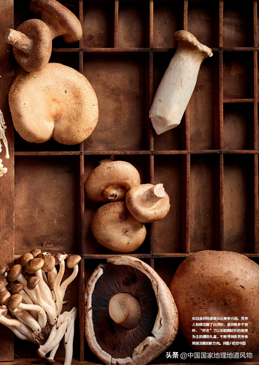 小蘑菇成为富民增收大产业,小蘑菇大产业小菌种大用途