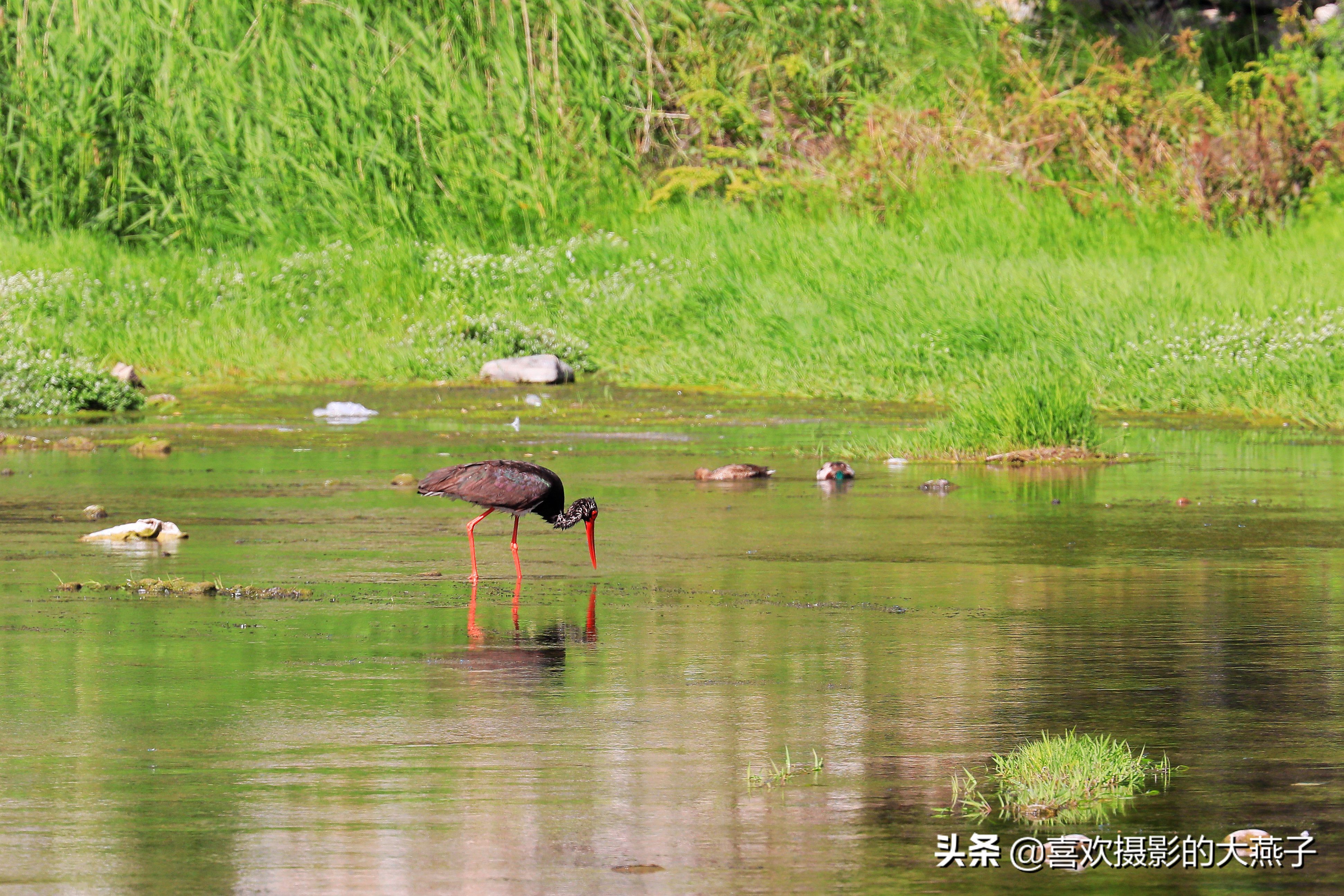 慕名前往十渡黑鹳之乡小有收获