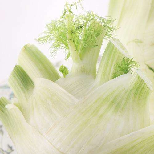 茴香菜结种子,结球茴香适合多少度下生长