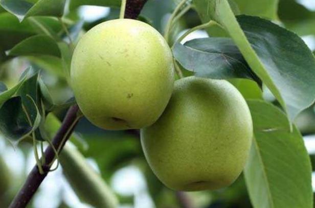 十大毒性最大的水果,最危险的十大水果