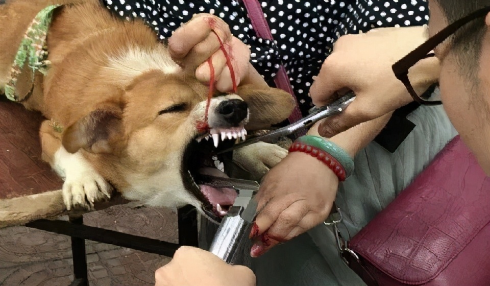 狗切除声带多久能恢复,狗声带切除教学