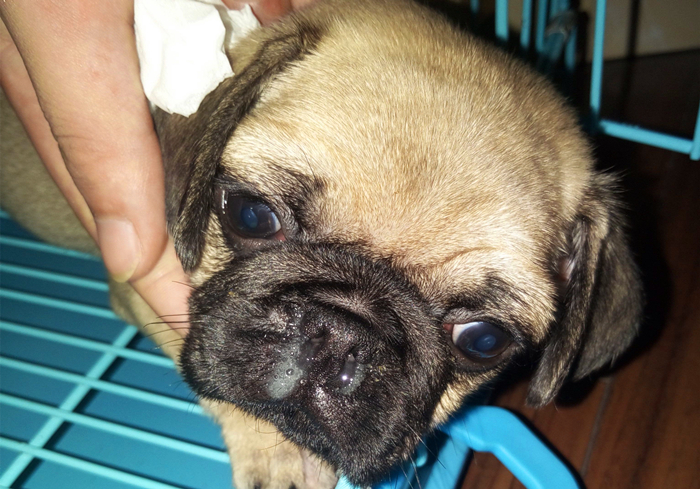 狗狗气喘的症状和治疗方法,狗狗气喘呼吸急促是什么原因