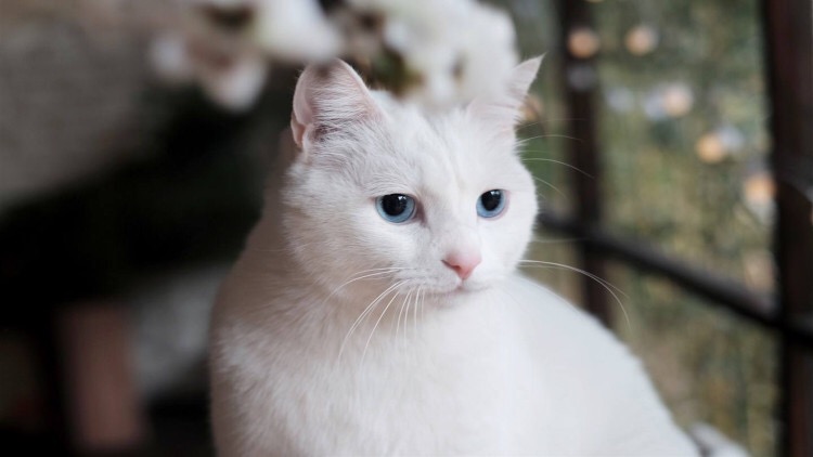 猫咪不吃东西怎么办最有效,猫咪不吃东西越来越瘦怎么办