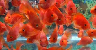 鹦鹉鱼变白怎么办教你饲养小技巧,鹦鹉鱼变白怎么回事怎么解决