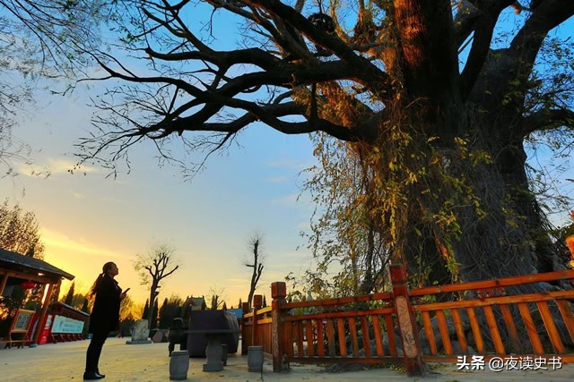 洪洞大槐树的来历和历史故事,山西洪洞大槐树寻根祭祖大典回放