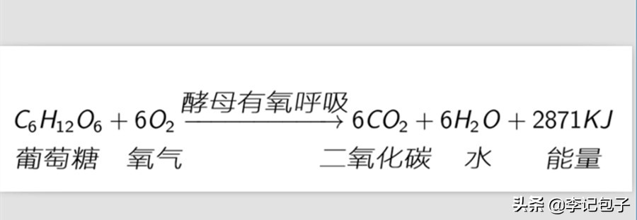 酵母发的包子冷了发硬,发包子酵母放多了会怎样