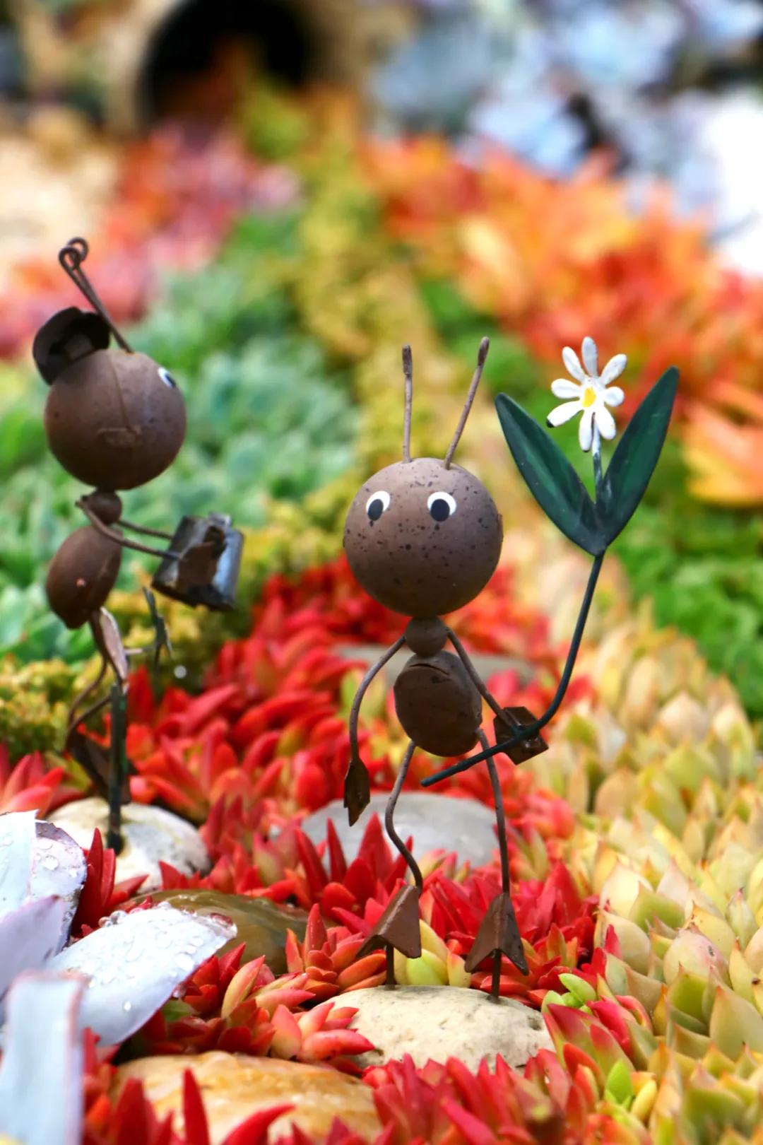 这个年销量上亿株多肉的县城，举办了首届多肉电商节