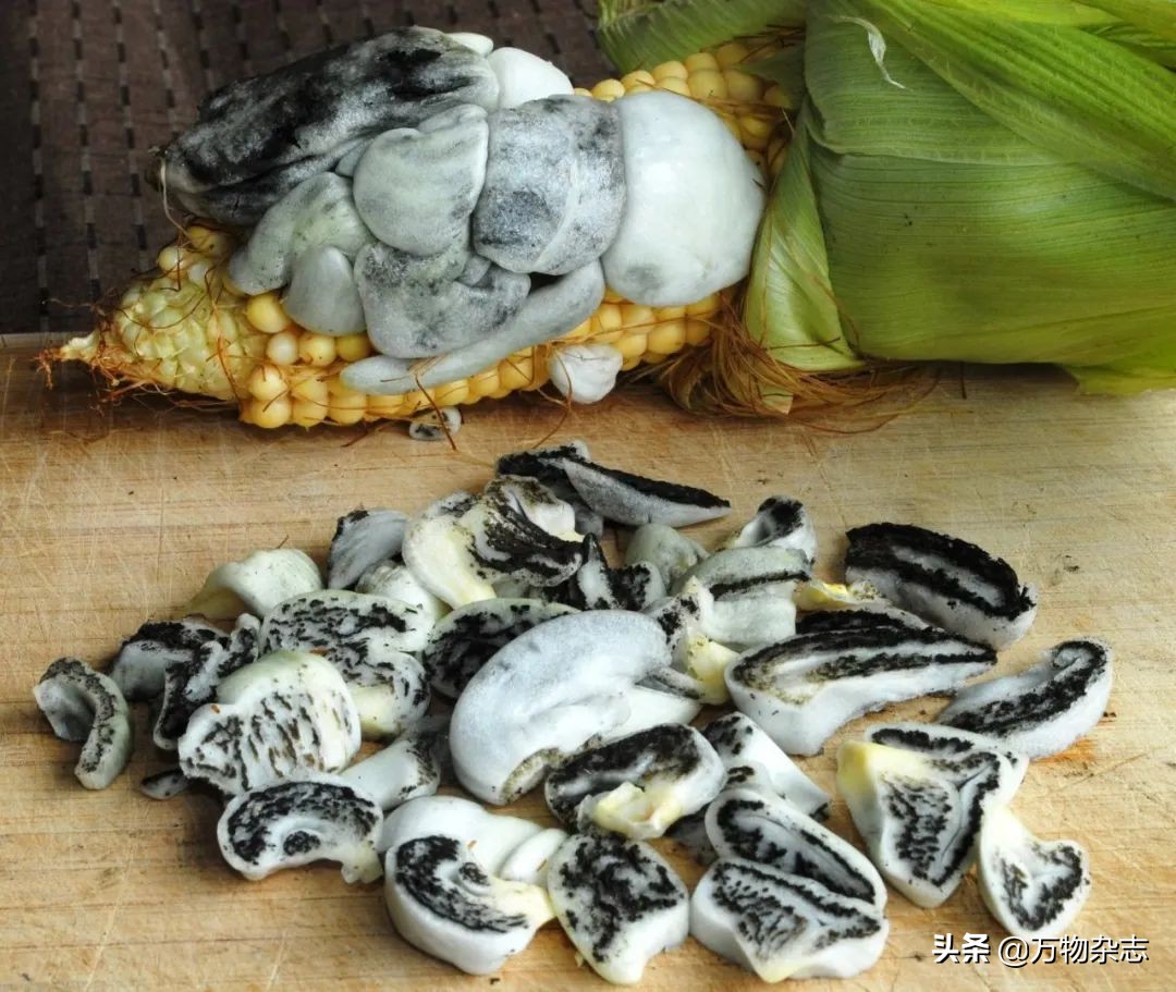 吃了坏玉米会中毒吗,玉米坏了有什么危害