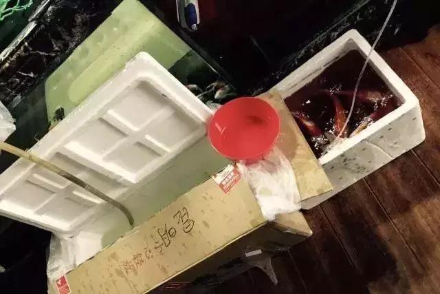 庭院锦鲤鱼池过滤改造,小院锦鲤鱼池建造过程