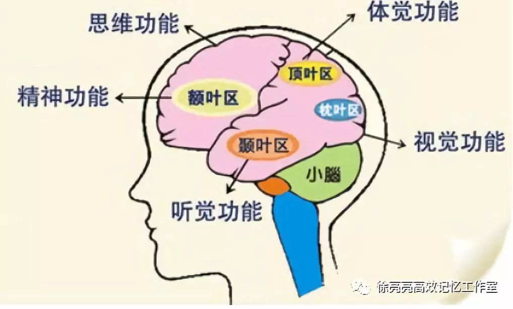 神奇的大脑自我感知,神奇的大脑都具备什么条件