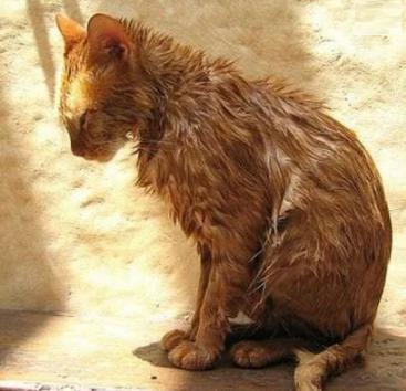 去除猫咪跳蚤最简单的方法,猫咪有跳蚤教你根除跳蚤的方法