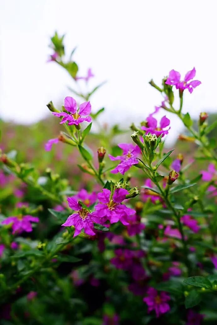 细叶萼距花的养殖方法,细叶萼距花的功效与作用