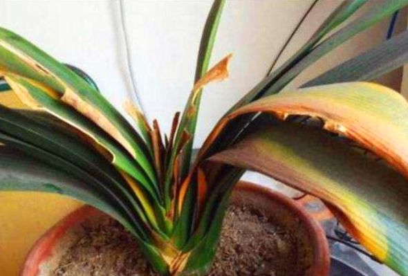 植物叶面不油亮缺什么,植物不缺水但叶子发黄