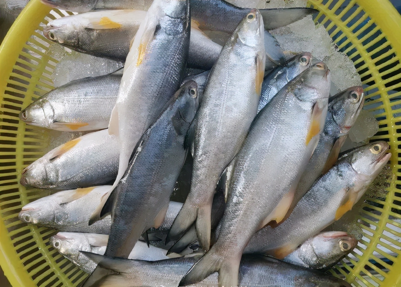 开海季都有什么海鲜,开海了这些生猛海鲜