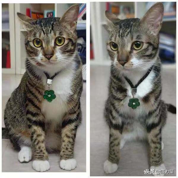 猫咪走丢找回来猫咪的心理,猫咪出走去找公猫还会回来吗