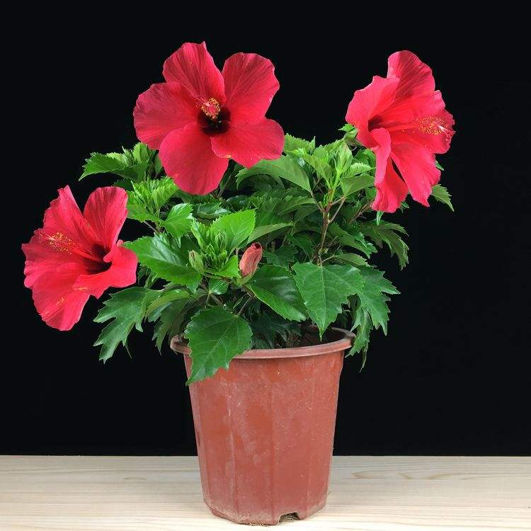 这8种花四季开花不断漂亮又好养,18种奇花异草图片