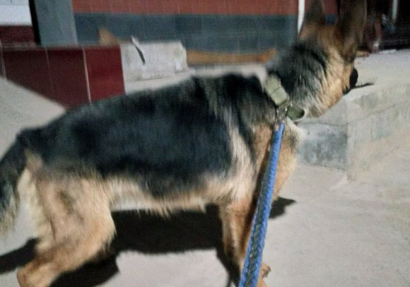 德牧看门到什么程度,德牧看门不叫