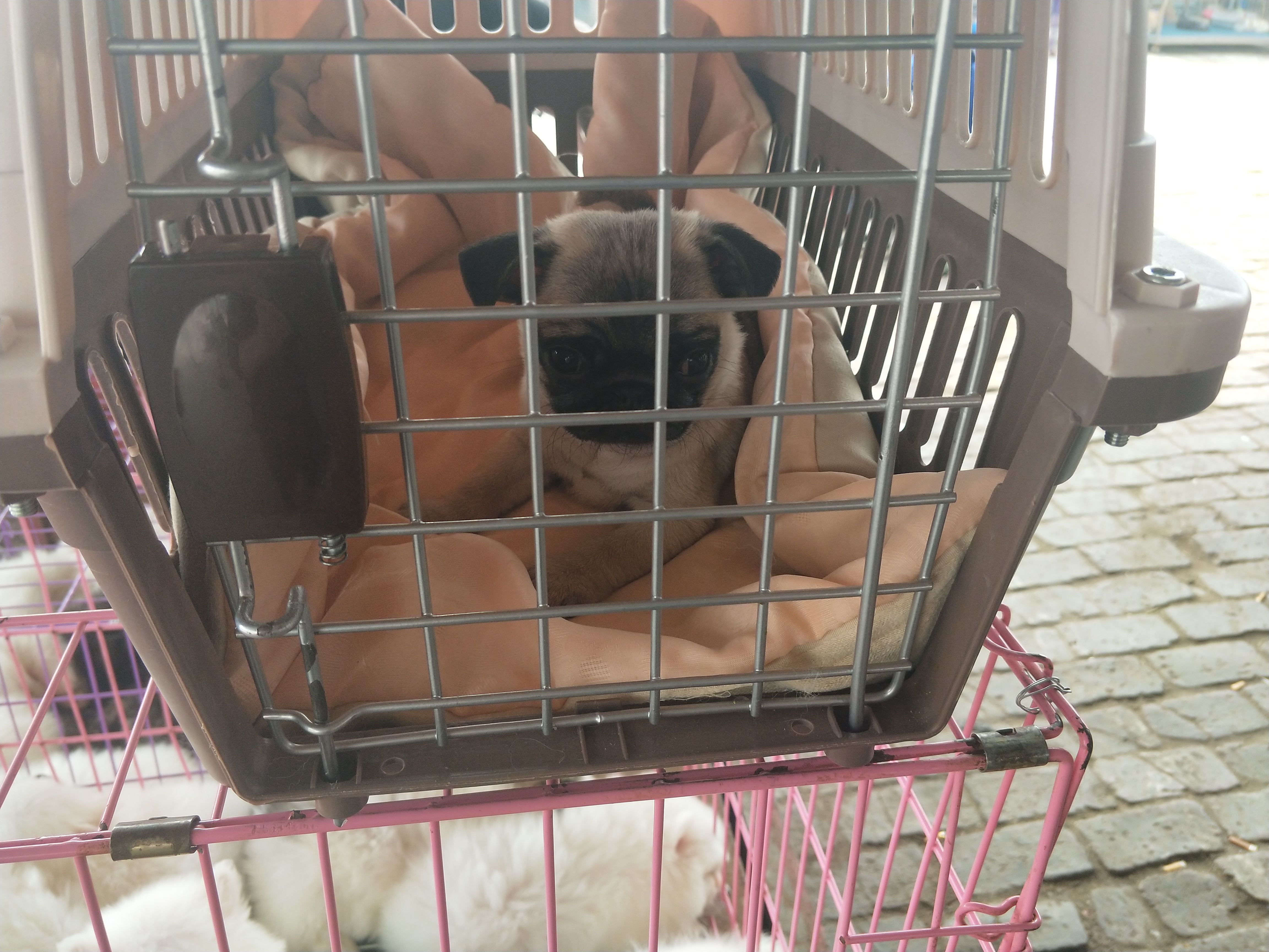 开封四大狗市排名,四种公认最好的狗市