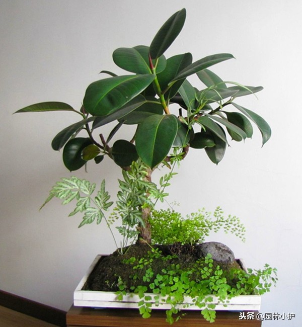 家里养的芦荟为什么不出胶,家里的芦荟不想养了怎么处理