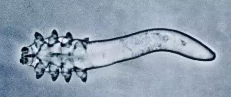 狗狗不同品种颜色分类,狗狗不同的类型有哪些特点