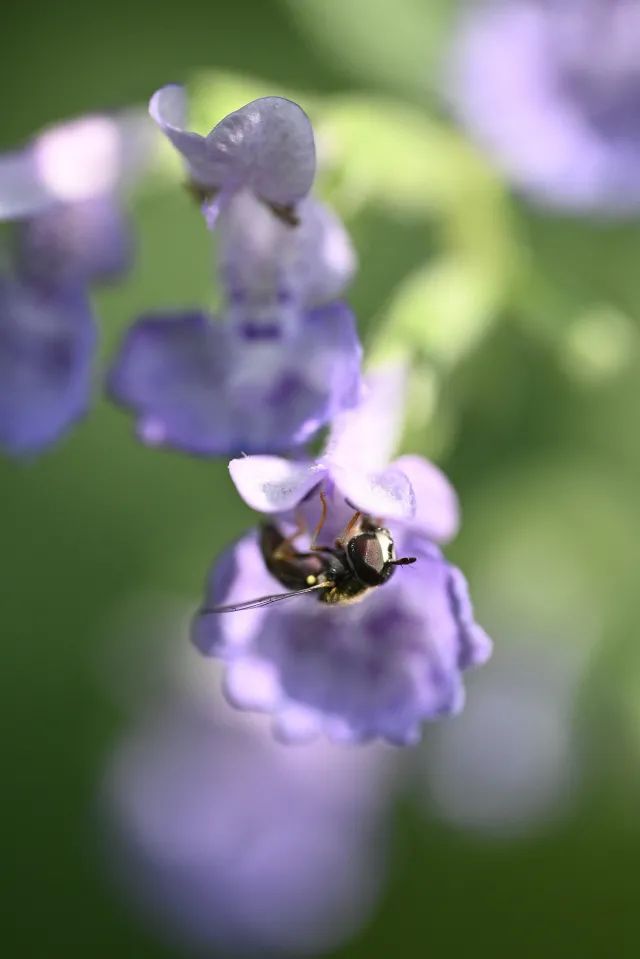尼康105-2.8d微距镜头,尼康z1052.8s镜头拍摄效果