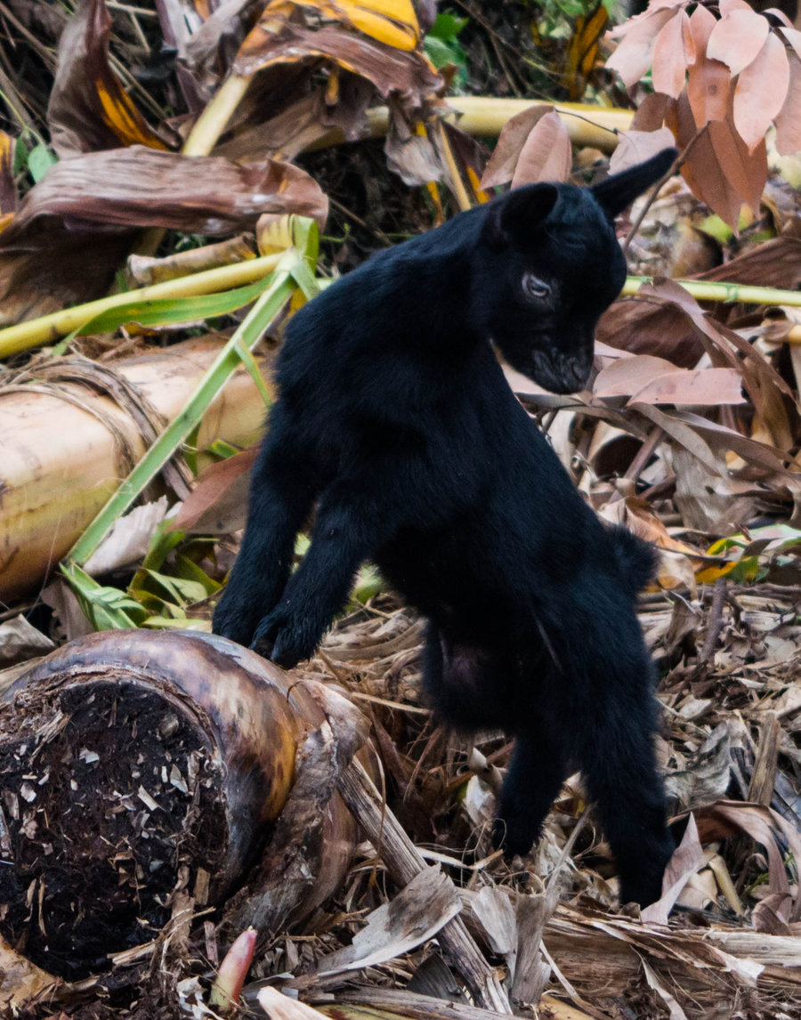 羊吃腐烂的青贮中毒有哪些表现,羊吃发霉玉米秸秆中毒症状