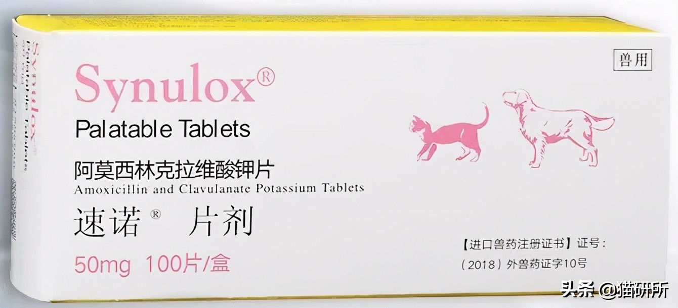 一学就会的训猫技巧,手把手教你给猫咪喂药