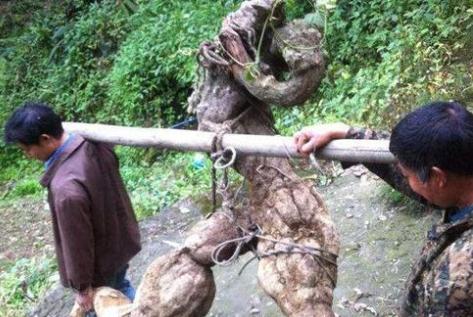 北有人参南有葛根,南有葛根北有人参的功效