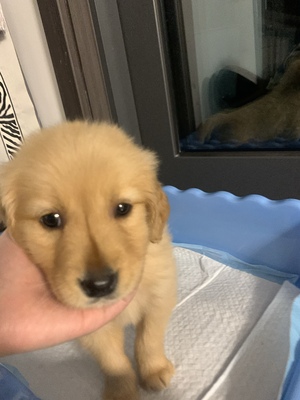 肠胃宝和益生菌哪个对狗狗好,狗狗的益生菌哪个牌子最好