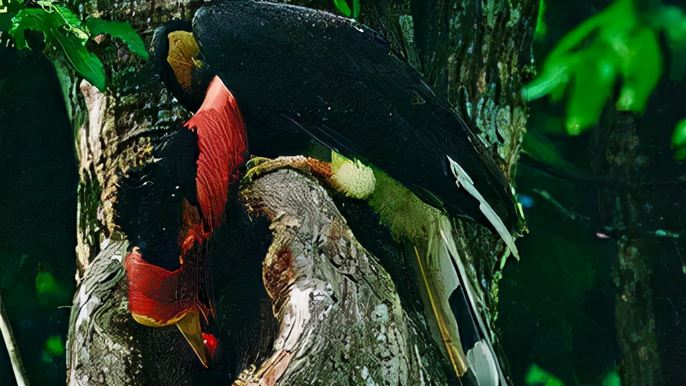 头骨最值钱鸟,头骨很珍贵的鸟