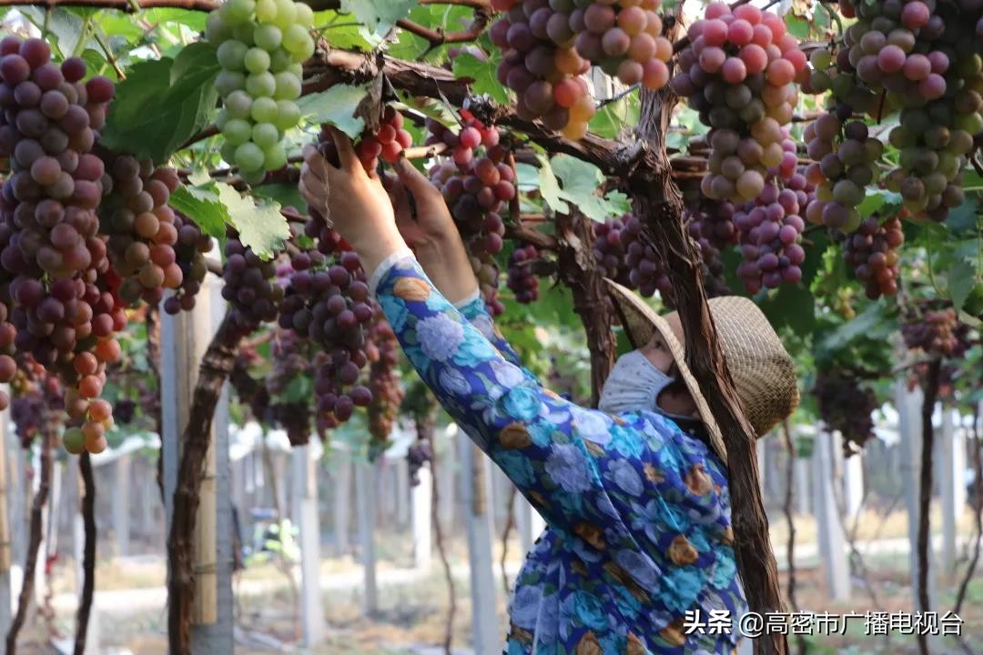 高密的生活,幸福在高密