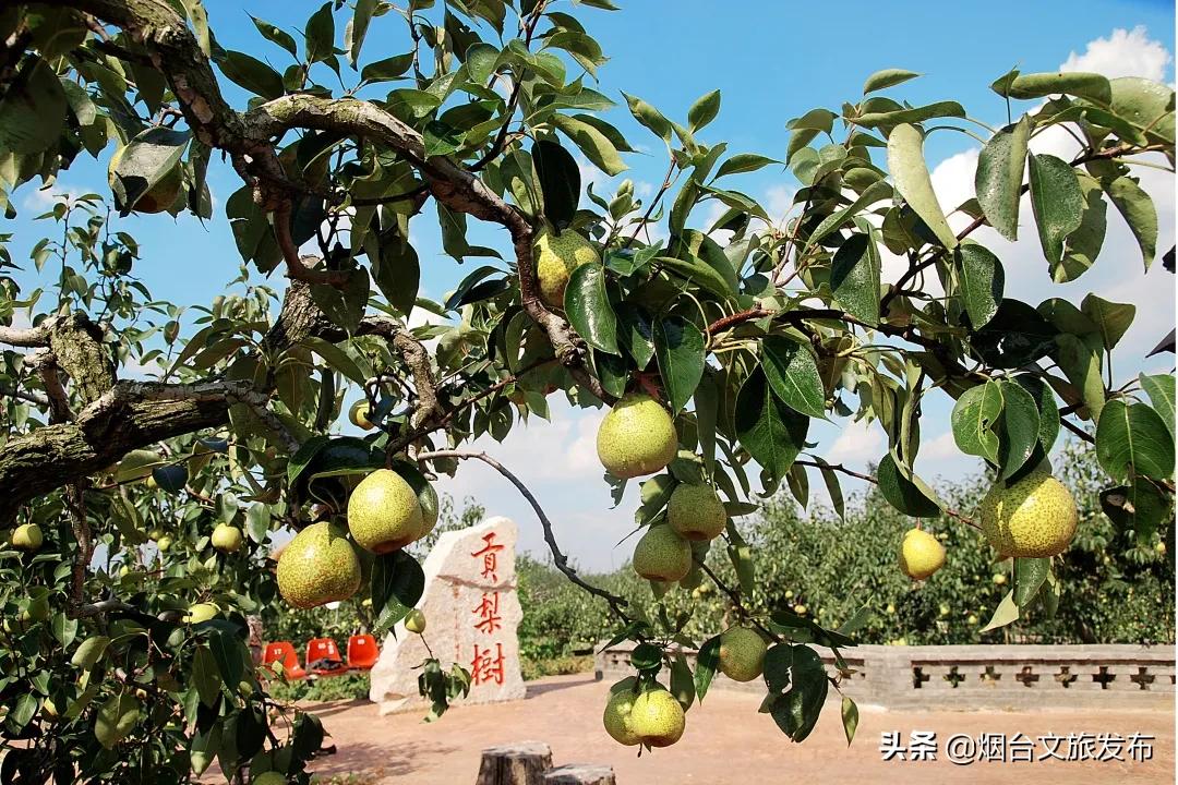 烟台文化名片,烟台苹果莱阳梨特色