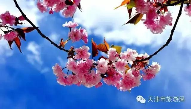 天津春天最美的花园,天津春天去赏花
