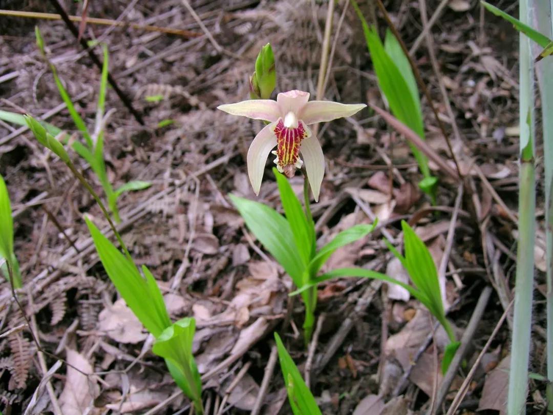 林草科普图片,林草科普