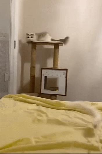 布偶猫身长四十厘米体重九斤,超级可爱的布偶猫有两万斤