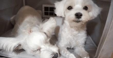 宠物烘干机便捷,宠物烘干机可以烘衣服吗