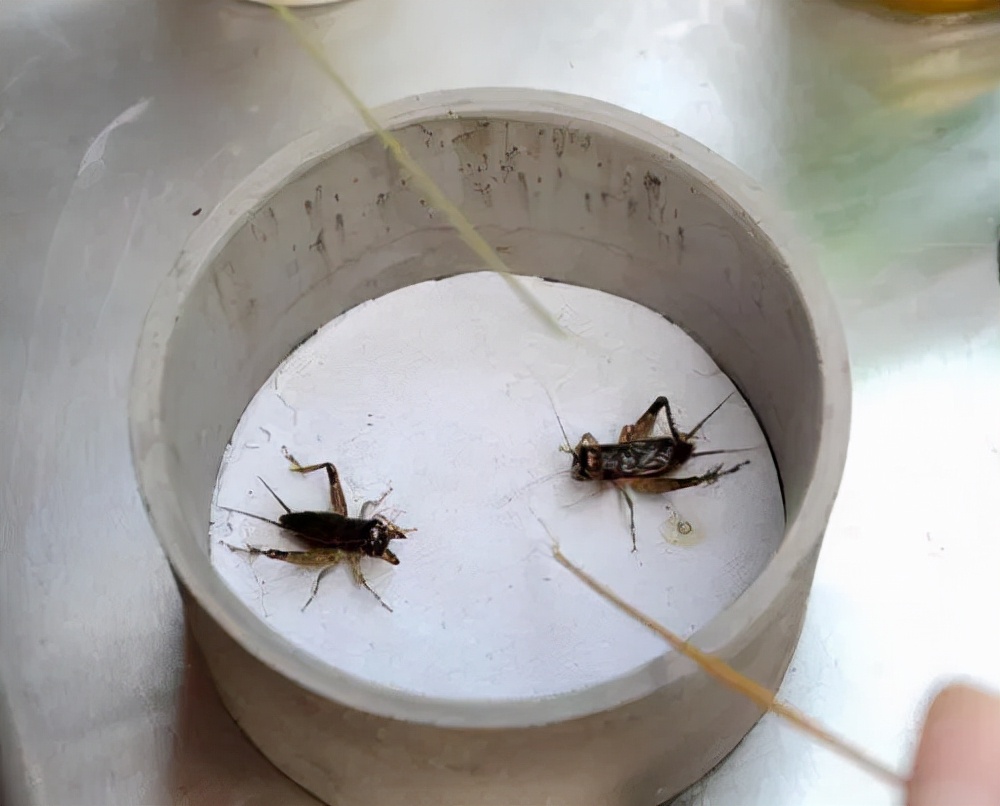 蟋蟀虫王黄大头,蟋蟀黄大头照片